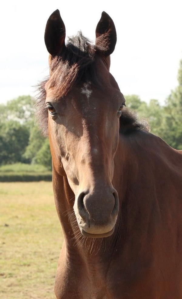 Le Beau Gosse